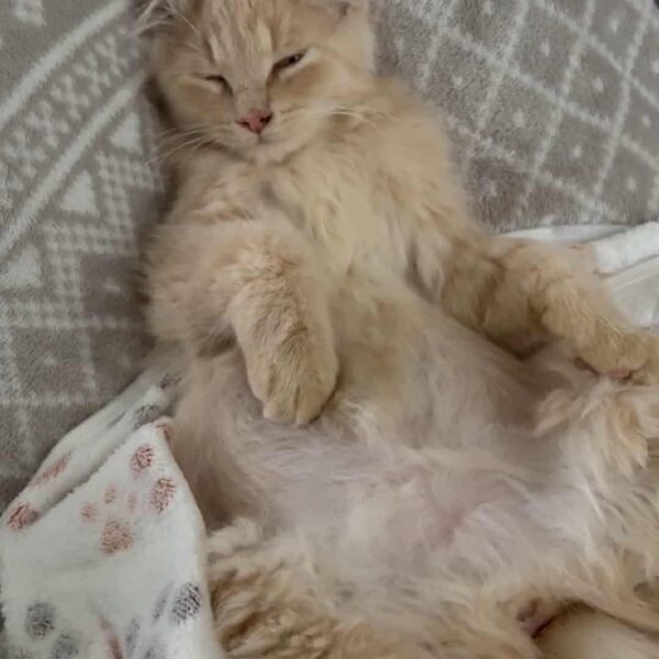 18c43bc3-f086-4dcb-8aea-f081be0aef64