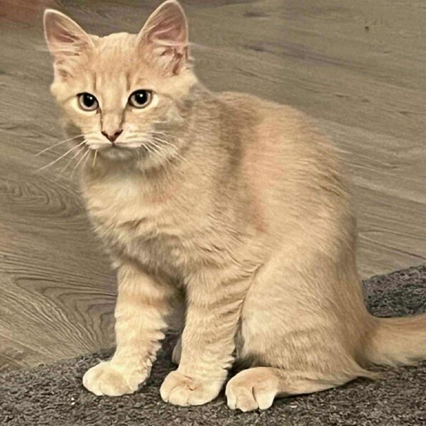 32bbb78a-5c03-4482-ba6f-ba31b45d4aaf