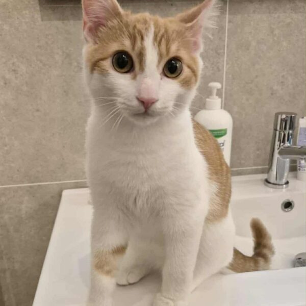 543a7877-d534-457a-abc2-735e06c41f13