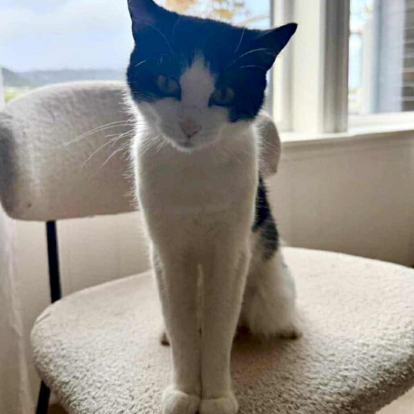 c68585f9-8556-4166-b7f8-7368e0e5417e