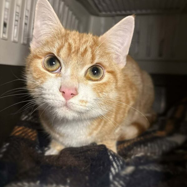 df784347-94d3-43f7-9c28-c549eca394cd