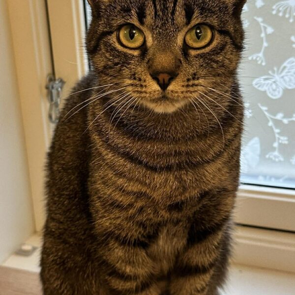 661150868_967594239057616_7527049600806472064_n