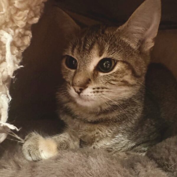 662219932_1477914887241691_3694354764468668586_n