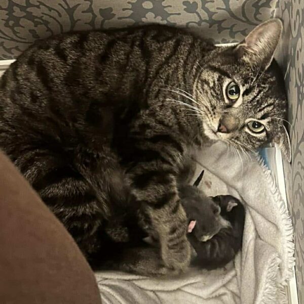 664919200_1631532201511496_7281395011557051654_n